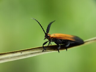 macro photos in nature