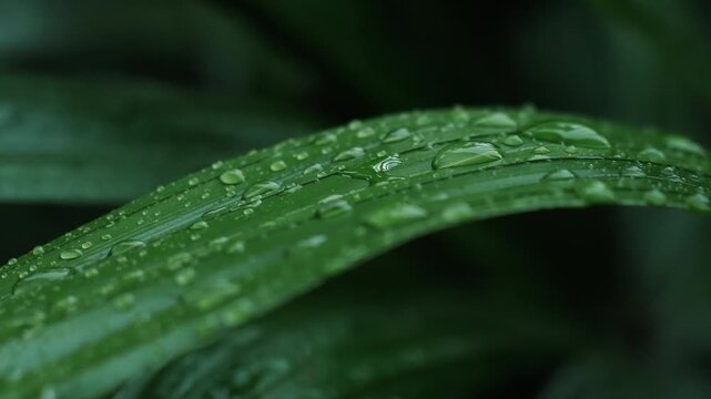 Close up of multiple fresh water droplets on long green leaf surface.