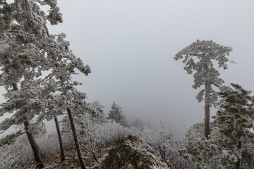 Frost covered black pine trees and fog in a wild mountain area in Eastern Europe