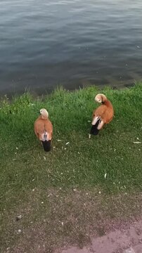 ducks on the lake. Face fitness. How to get rid of a second chin. Cute birds, humor