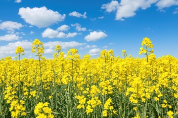 Obraz premium Bright Yellow Flower Field Under Blue Sky with Fluffy Clouds