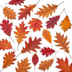 Obraz premium Isolated autumn oak tree leaves illustration png isolated botanical art png transparent fall foliage png oak leaves close-up png nature elements png seasonal leaf set png isolated background image