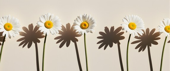Elegant aesthetic chamomile daisy flowers pattern with sunlight shadows on neutral beige background with copy space with Generated AI