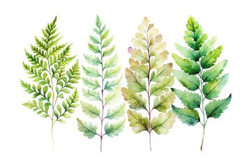 set of watercolor maidenhair fern vector illustration isolated on white background