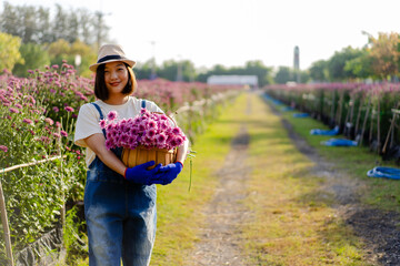 Asian woman farmers working in a field of flowers cutting chrysanthemum flowers for sale in...