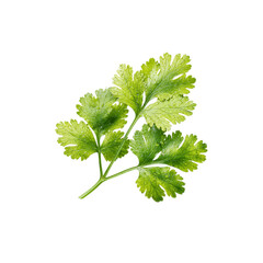 Fresh Cilantro Sprig with Dew Drops - Vibrant Green Herb