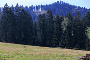 Horses on a meadow in Bavarian Forest National Park Falkenstein and mountain panorama near Ludwigsthal (Lindberg), Germany