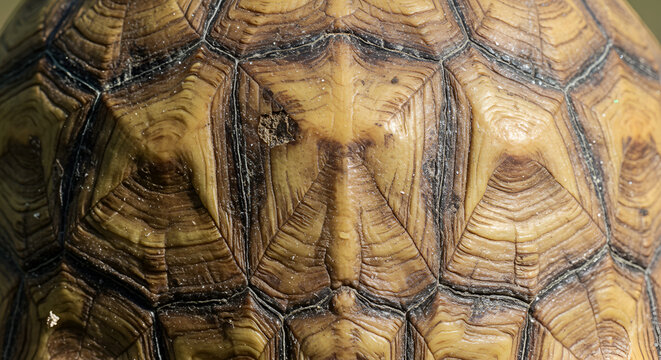 Close-up of turtle shell texture