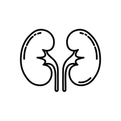 Kidney Health Vector Illustration Anatomical Organ Medical Icon Outline Style Design
