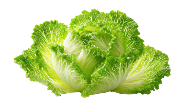 Close-up of a vibrant green and white head of leafy vegetable.  The textured leaves form a tight rosette