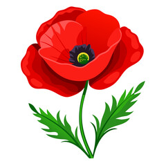 red poppy isolated on white