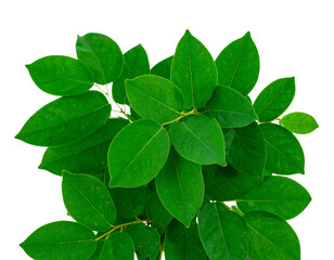 Obraz premium green leaves isolated on white