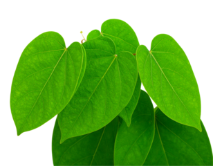 green leaf isolated on white background