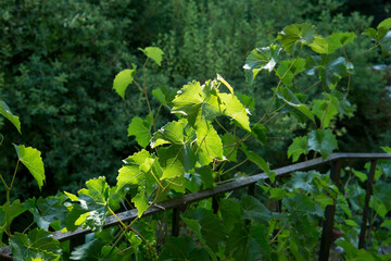 Grape Vine on Iron Railing