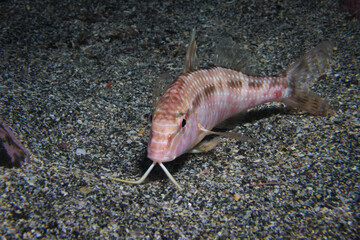Goatfish (Upeneichthys porosus) - While night diving at Rocky Bay, Titahi Bay, Wellington, New Zealand.