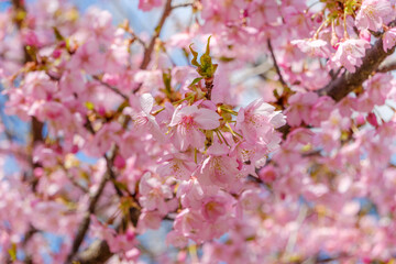 満開の河津桜と青空