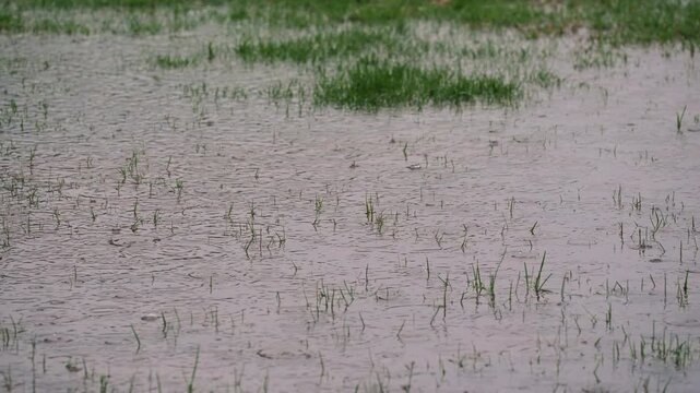 Heavy rain causing deep puddles and flooding on backyard green lawn.