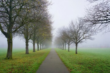 Obraz premium Foggy morning light shines through trees lining the path across a green field