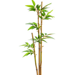 Obraz premium Green bamboo plant, vertical