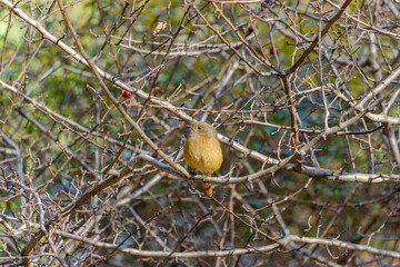 冬枯れの枝にとまるジョウビタキの雌