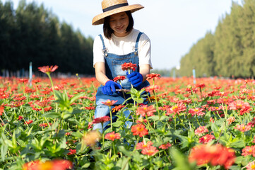 Asian woman farmers working in a field of flowers cutting zinnia flowers for sale in agriculture...
