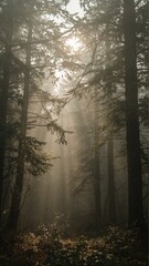 Naklejka premium Tranquil Forest Trees with Sunlight Beams and Mist: Serene Scenic Nature Landscape for Outdoor Exploration and Adventure