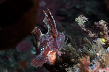 Yellow Crested Weedfish (Cristiceps aurantiacus) - While night diving at Rocky Bay, Titahi Bay, Wellington, New Zealand.
