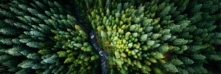 Fototapeta premium Stunning Aerial Forest Shots: Captivating Views of Verdant Trees, Diverse Wildlife, and Ethereal Landscapes with Vibrant Canopies from High Above