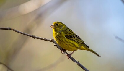 Vibrant Yellow Canary Bird Perched on Branch with Sunny Outdoors, and Nature Wildlife.