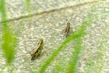 石畳の上を歩く2匹のバッタ