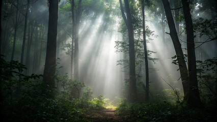 Fototapeta premium Sunlit pathway through a misty forest featuring lush green trees and serene atmosphere