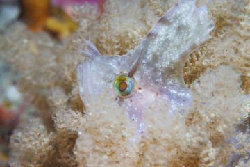 Yellow Crested Weedfish (Cristiceps aurantiacus) - While night diving at Rocky Bay, Titahi Bay, Wellington, New Zealand.
