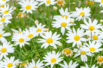 マーガレットの群生と緑の背景