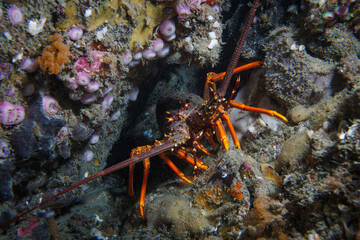 New Zealand Crayfish or Red Rock Lobster (Jasus edwardsii) - While diving at Rocky Bay, Titahi Bay, Wellington, New Zealand.
