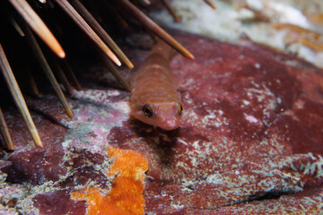 Urchin Clingfish (Dellichthys morelandi)
 = While night diving at Rocky Bay, Titahi Bay, Wellington, New Zealand.