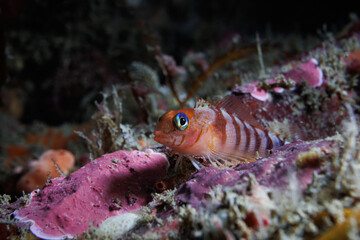 Blue-eyed Triplefin (Notoclinops segmentatus)
 - While night diving at Rocky Bay, Titahi Bay, Wellington, New Zealand.