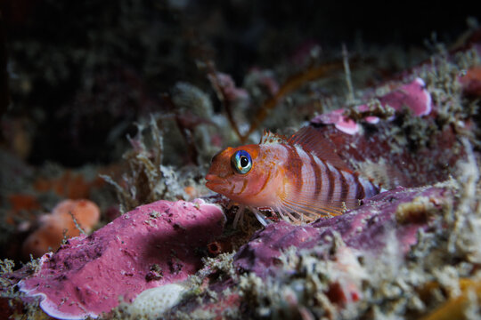 Blue-eyed Triplefin&nbsp;(Notoclinops segmentatus)
 - While night diving at Rocky Bay, Titahi Bay, Wellington, New Zealand.