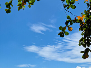 Bright blue sky with scattered white clouds framed by green tree branches on sunny tropical day