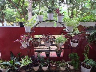 Small home garden with various potted plants neatly arranged on red wall background in outdoor patio