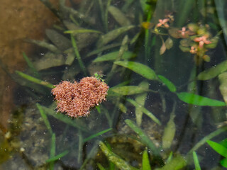 Macro image of floating red ants forming a tight raft on still pond water surface