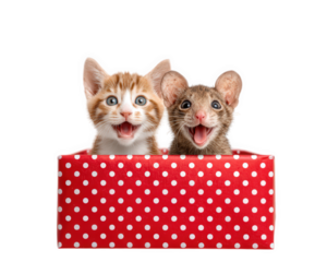 Surprised baby cat and baby rat with open mouths sitting together inside red polka dot gift box, isolated on transparency background, expressing joy and curiosity
