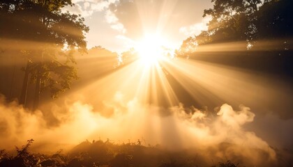 Sun rays pierce through misty forest, illuminating the ground in golden light