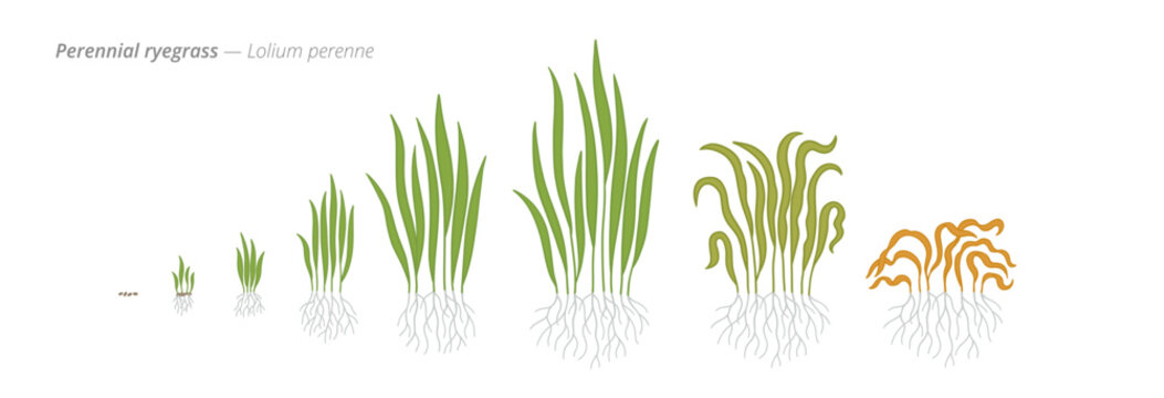 Growth stages of perennial ryegrass