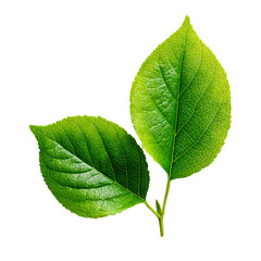 Fototapeta premium Two vibrant green leaves on a white background