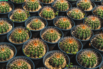 Fototapeta premium Rows of small potted cacti with sharp spines in black pots, arranged neatly in a structured display from Puerto Rico.