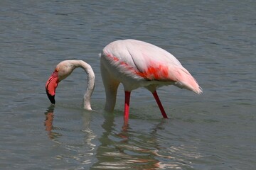 pink flamingo in water