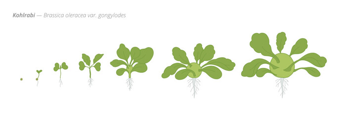 Kohlrabi development stages vector infographic