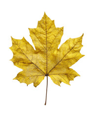 Obraz premium Close-up of a vibrant autumn maple leaf