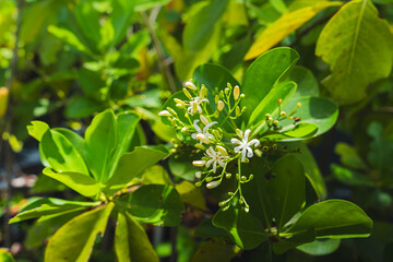 Close-up of small white flowers and green leaves in sunlight from Puerto Rico.
