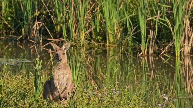 Eastern Grey Kangaroo eating the vegetation at the wetlands at the Gold Coast, Queensland, Australia.